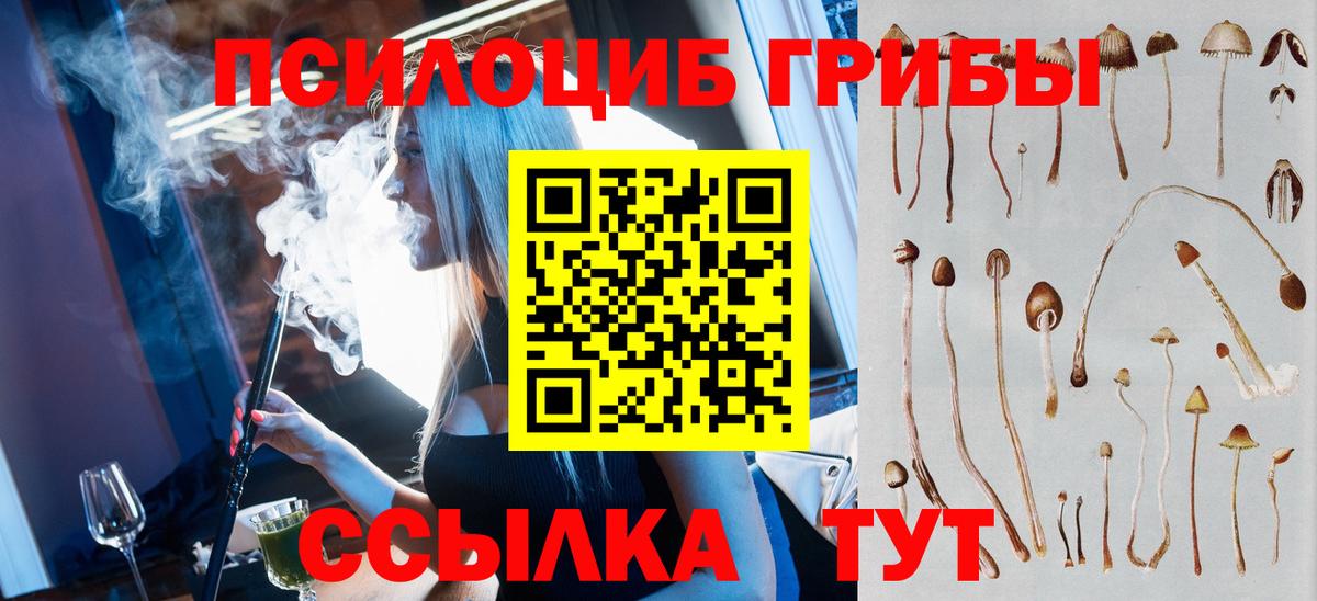Псилоцибиновые грибы Psilocybine cubensis Новоалександровск
